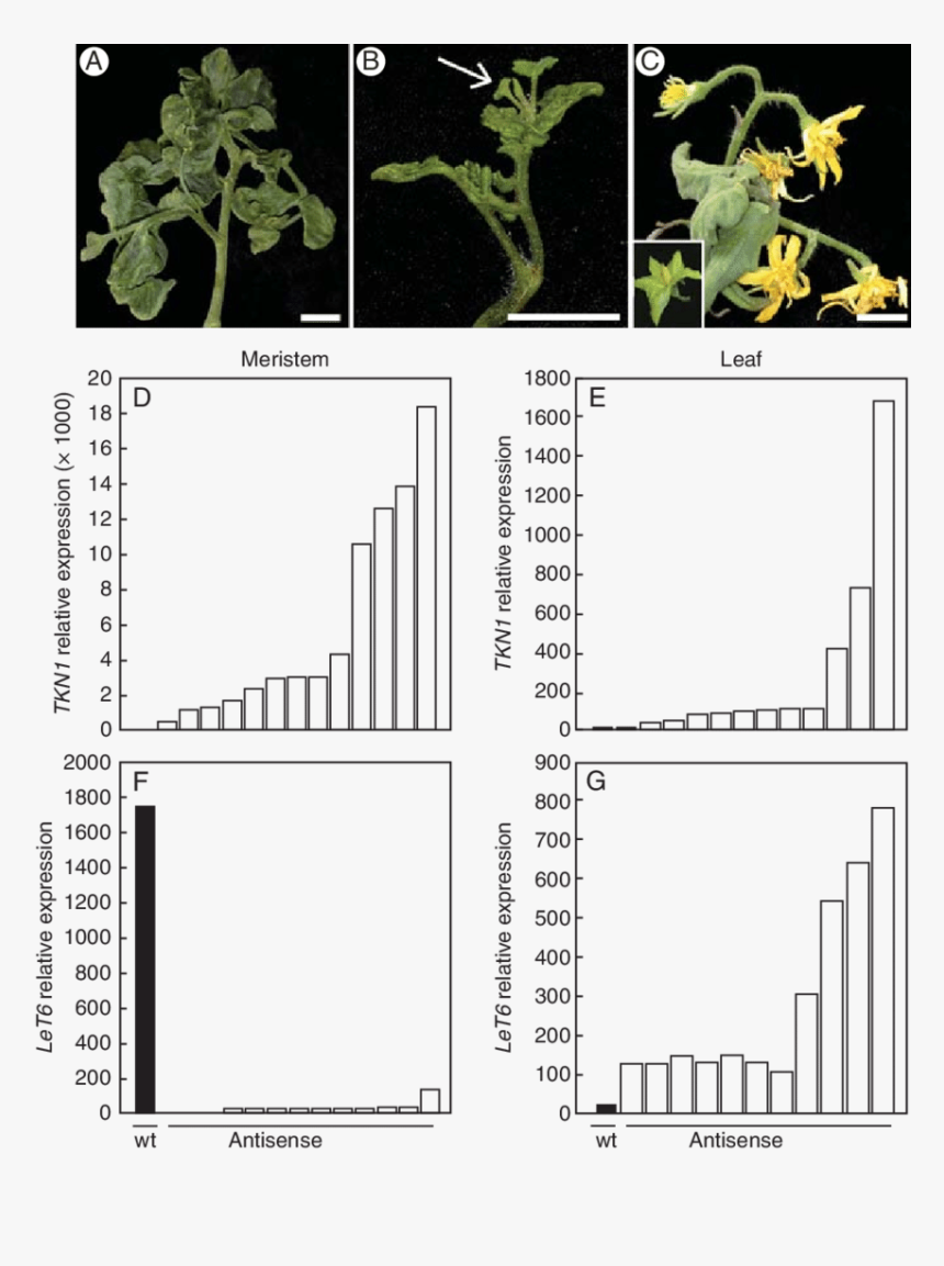 Knox Gene Over Expression In Leaves, HD Png Download, Free Download