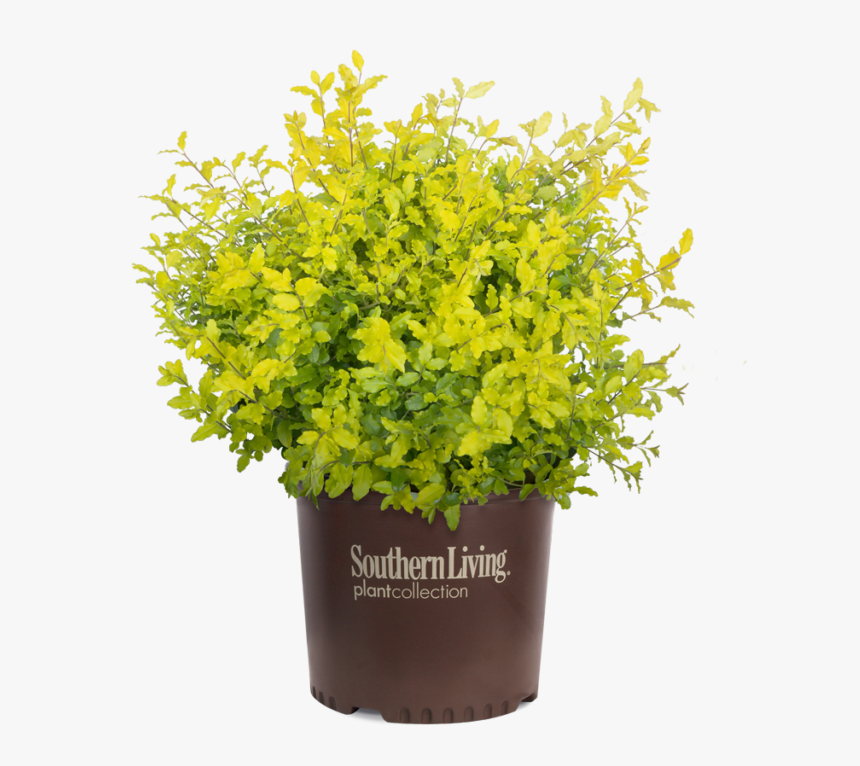 Sunshine Ligustrum, HD Png Download, Free Download