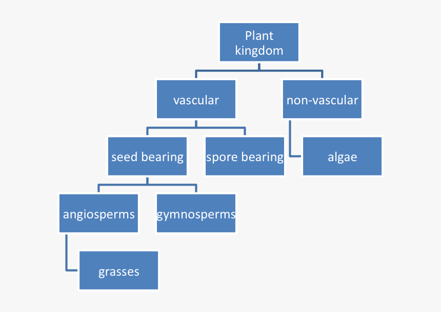 Example Of Plant Classification - Work Breakdown Structure Website Example, HD Png Download, Free Download