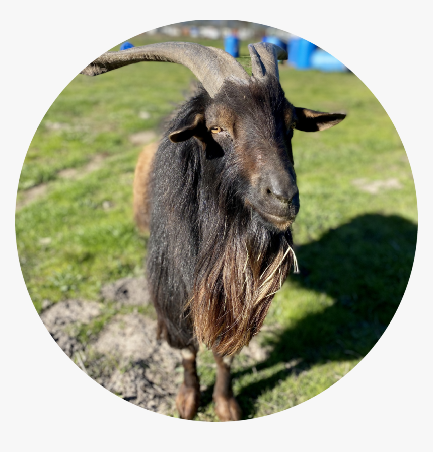 Stout - Goat, HD Png Download, Free Download