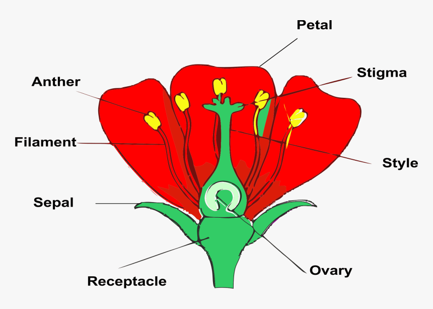 Parts Of Flower By Entiregrade - Illustration, HD Png Download, Free Download