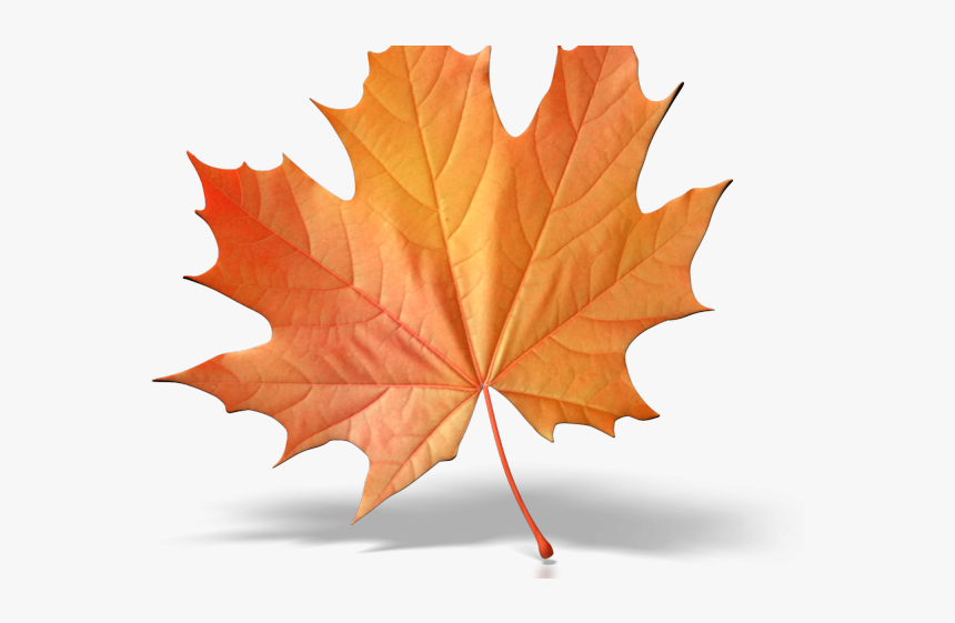 Single Fall Leaf Clip Art, HD Png Download, Free Download