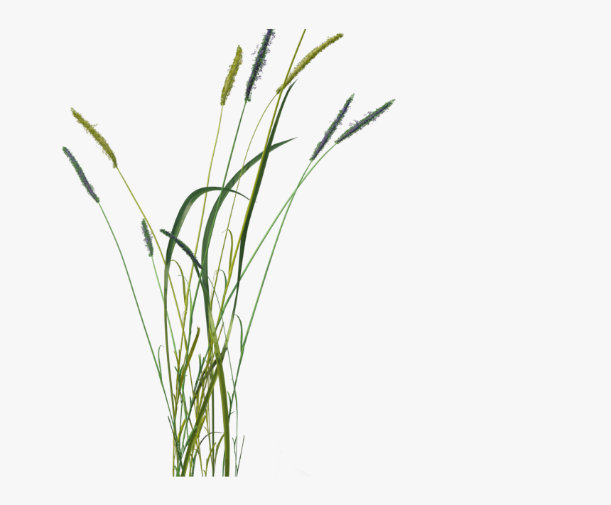 Grass, HD Png Download, Free Download