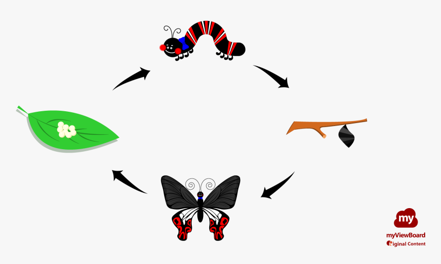 Ocbnew Thumbnail Butterflylife02 Fhd Logo - Lycaena, HD Png Download, Free Download