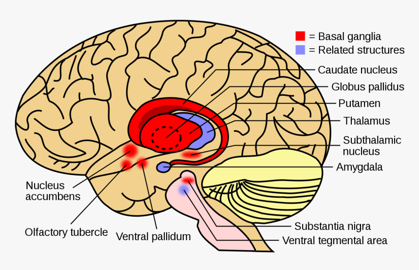 Basal Ganglia, HD Png Download, Free Download