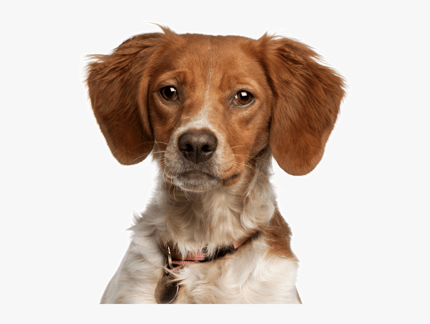 Dachshund Brittany Spaniel Mix, HD Png Download, Free Download