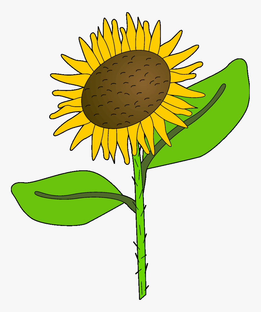 Sunflower Clip Art Images Black And White🤷 - Sunflower, HD Png Download, Free Download