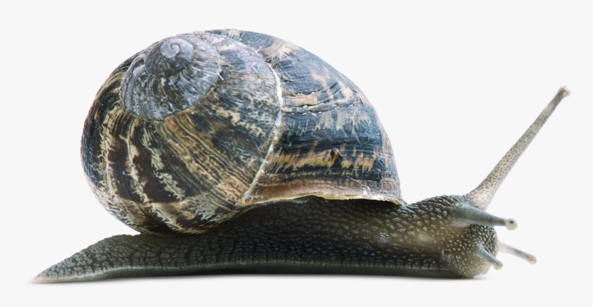 Shell, HD Png Download, Free Download