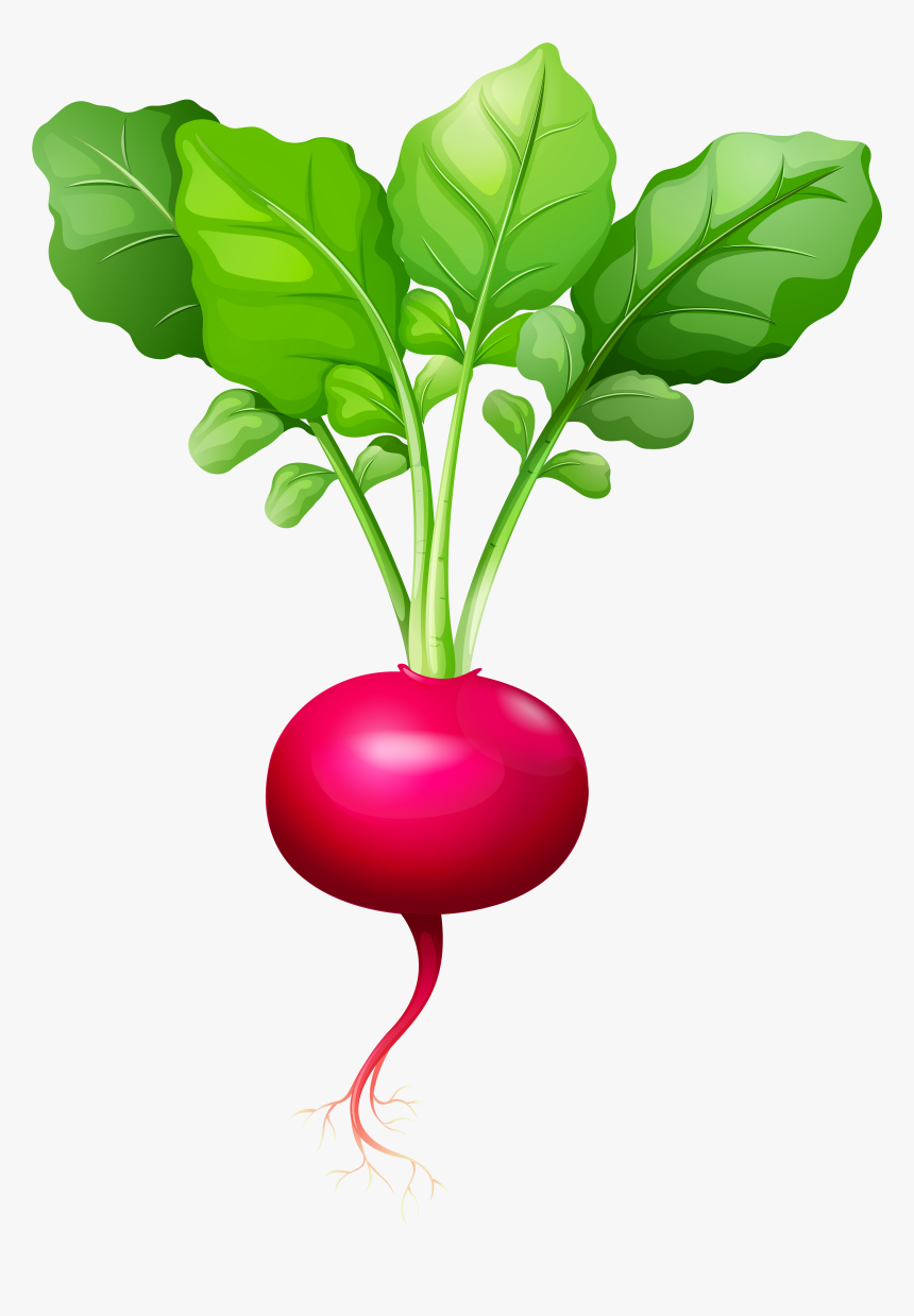 Radish Png Clip Art - Radish Clipart Png, Transparent Png, Free Download