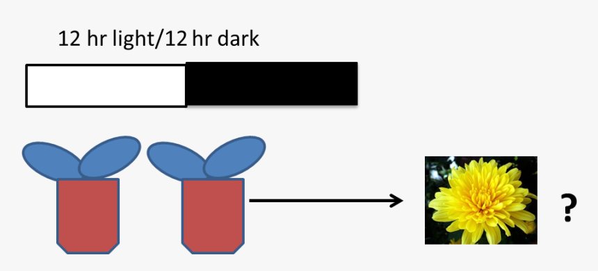 Light And Dark Equal - 菊花 图片, HD Png Download, Free Download