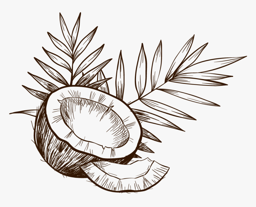 Best Oil Beauty Tips For Healthy - Coconut Vector, HD Png Download, Free Download