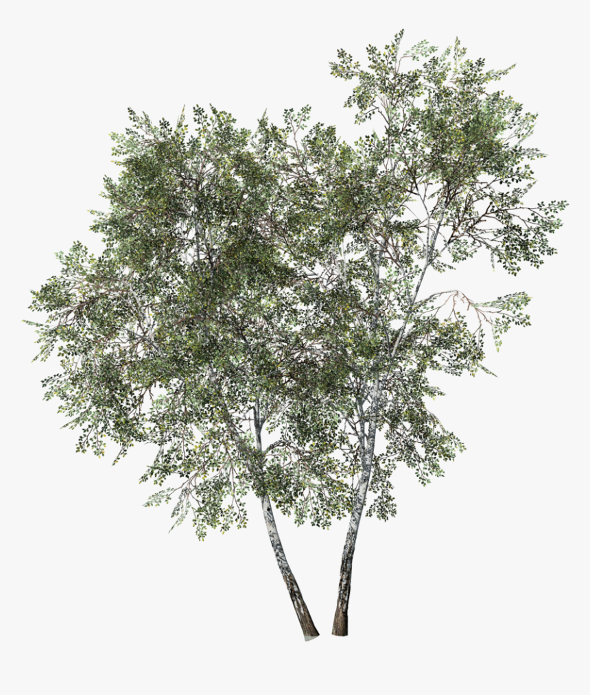 Desktop Forest - White Birch Png, Transparent Png, Free Download