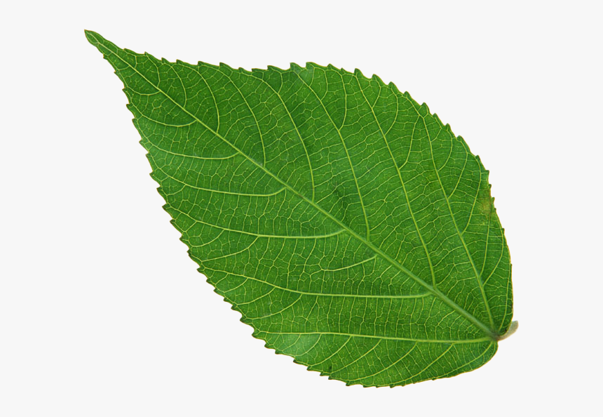 Leaf Background Image Png, Transparent Png, Free Download