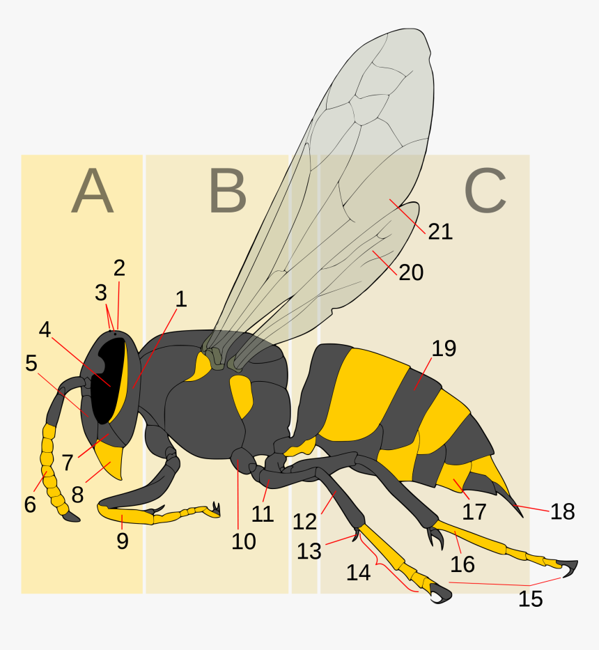Wasp, HD Png Download, Free Download