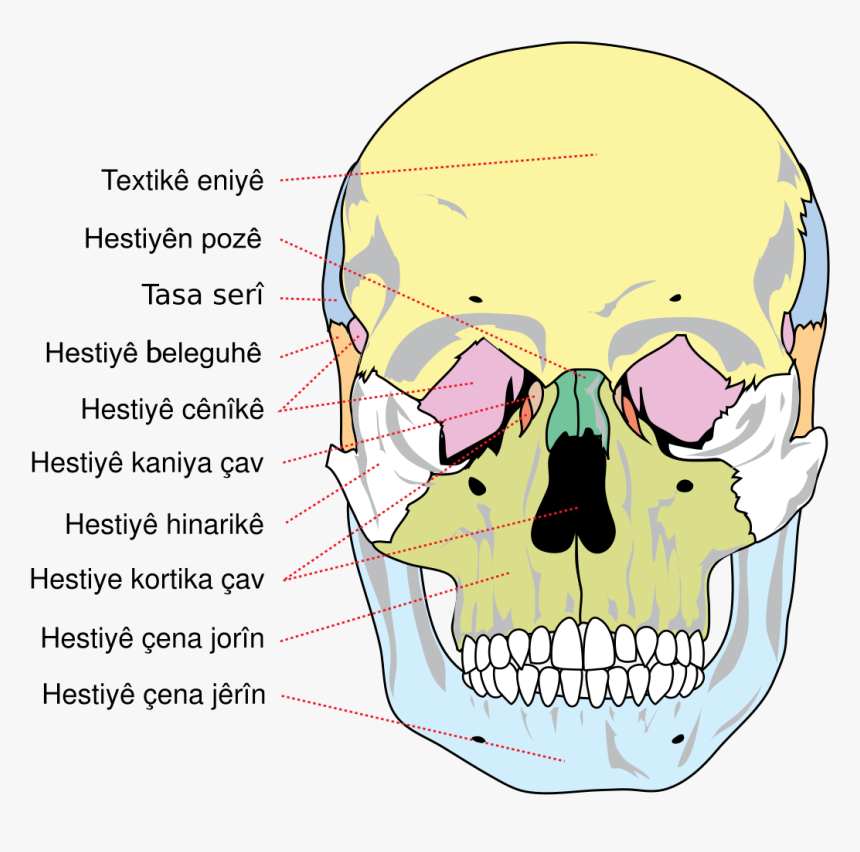 Bones Of The Skull, HD Png Download, Free Download