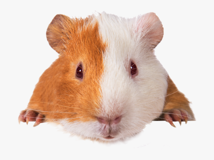 Vitamin C For Guinea Pigs, HD Png Download, Free Download