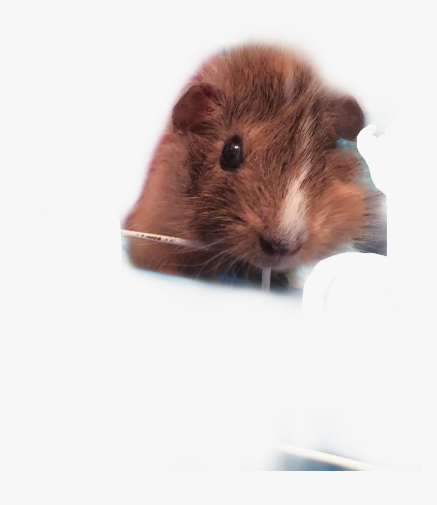 My Guinea Pig, Peanut Butter 

hashtags - Mouse, HD Png Download, Free Download