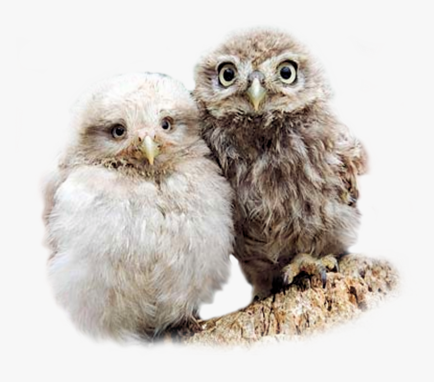 Hooters Owls , Png Download - Baby Owl Png, Transparent Png, Free Download