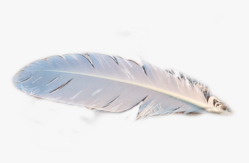 #freetoedit #feather #pluma #plumas #feathers - Feather, HD Png Download, Free Download