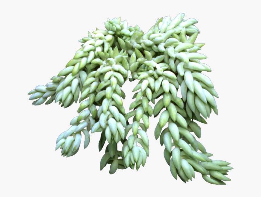 Succulent Transparent Donkey Tail, HD Png Download, Free Download