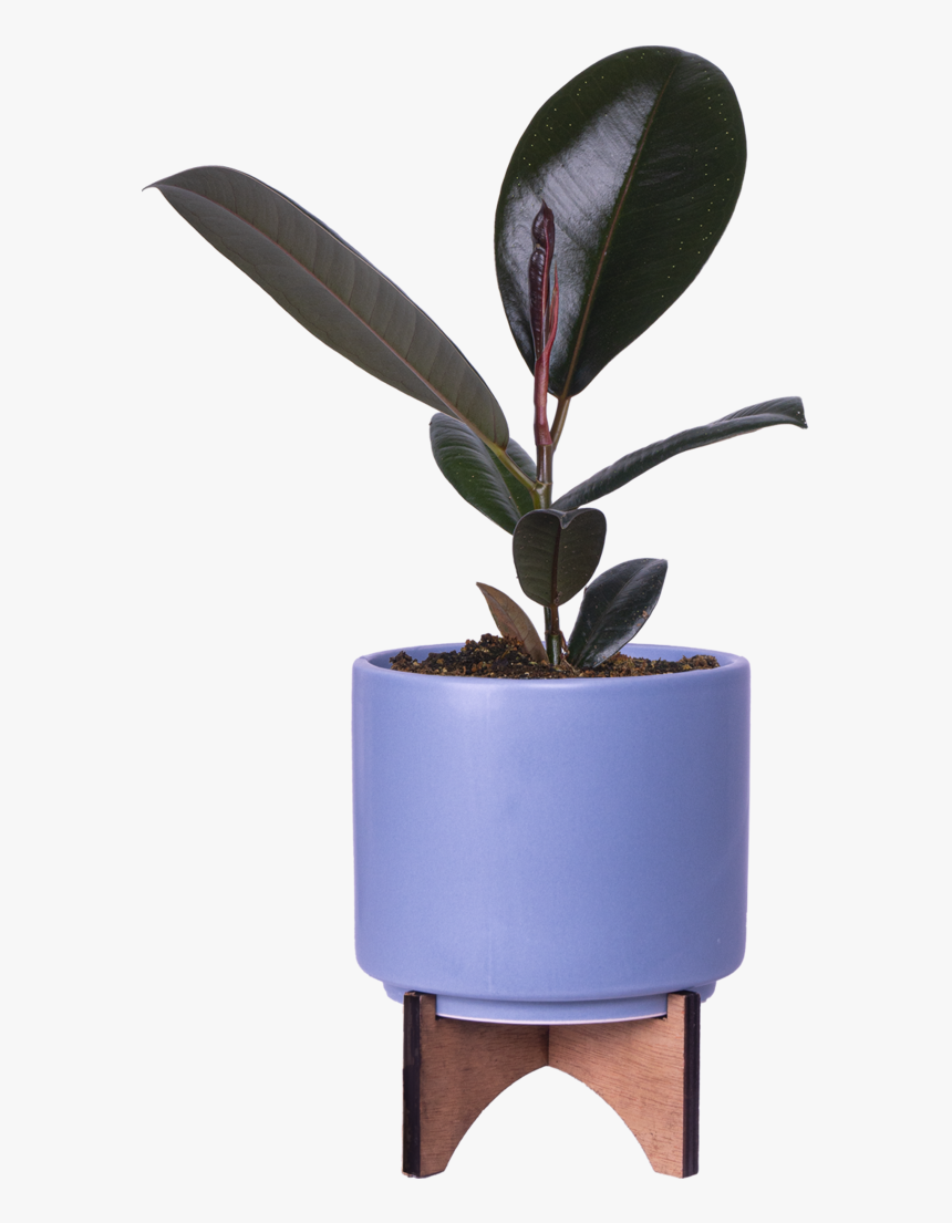 Houseplant, HD Png Download, Free Download