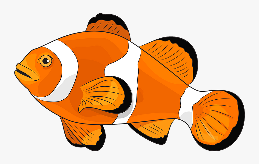 Amphiprion Ocellaris Clipart - Coral Reef Fish, HD Png Download, Free Download