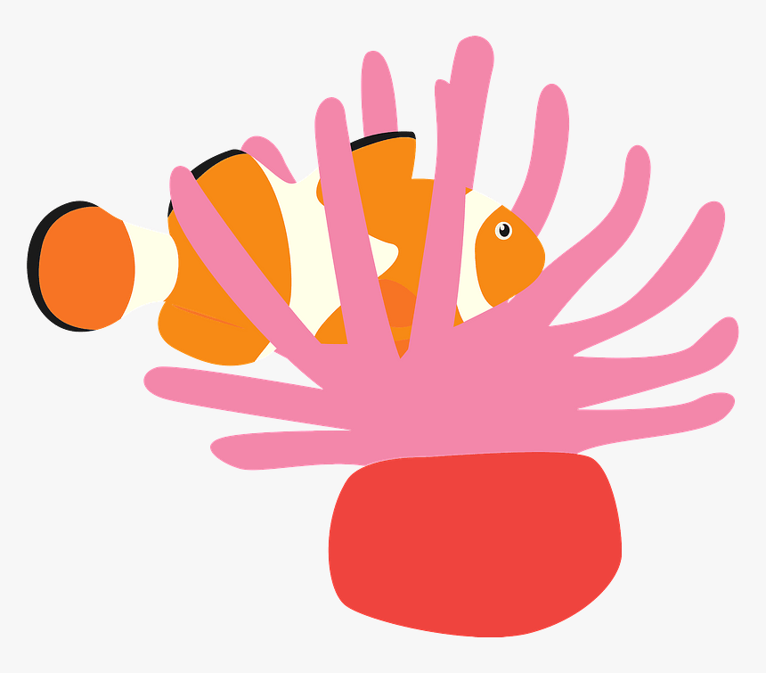 Sea Anemone Ocellaris Clownfish Clipart - イソギンチャク イラスト, HD Png Download, Free Download