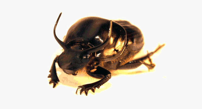 Beetle Png High-quality Image - Japanese Rhinoceros Beetle, Transparent Png, Free Download