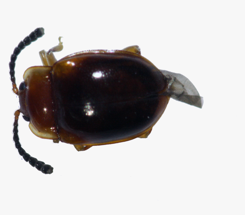 Dung Beetle , Png Download - Dung Beetle, Transparent Png, Free Download