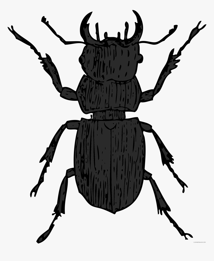 Stag Beetle Clip Art - Water Beetle Clipart, HD Png Download, Free Download