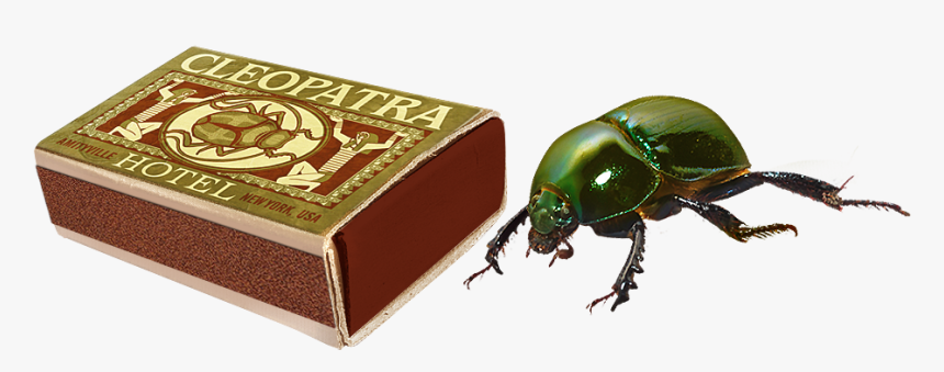 Beetle, HD Png Download, Free Download