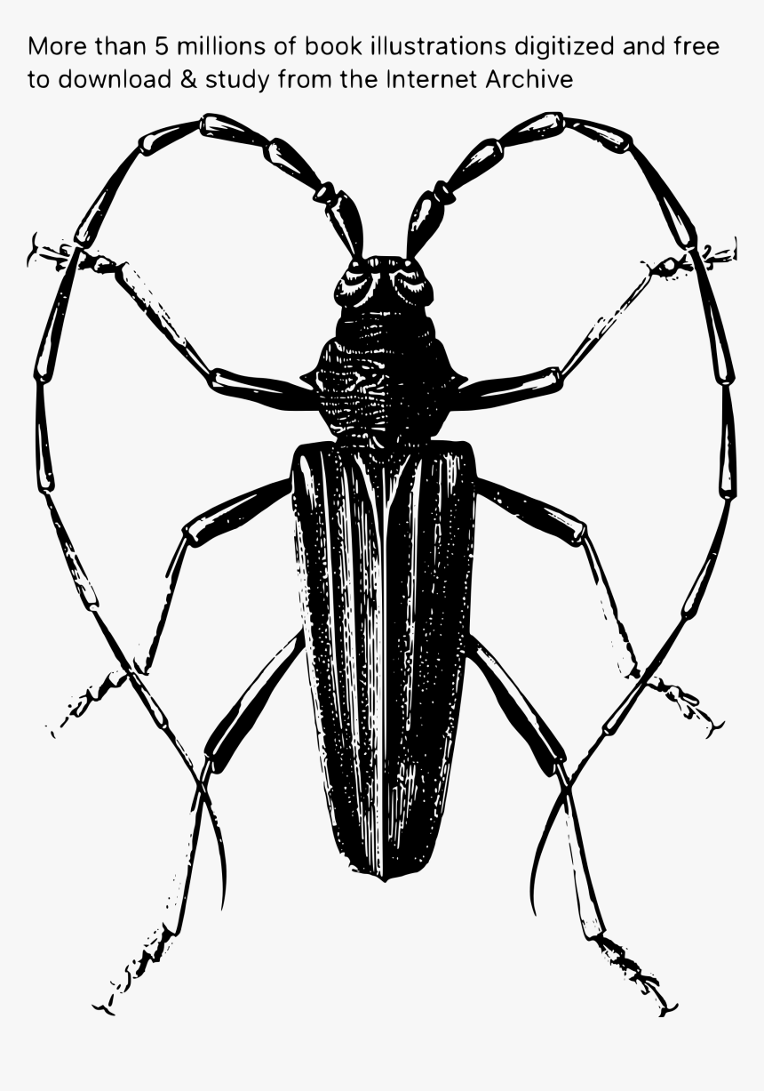 Million Archive Book Illustrations Big Image Png - Beetles, Transparent Png, Free Download