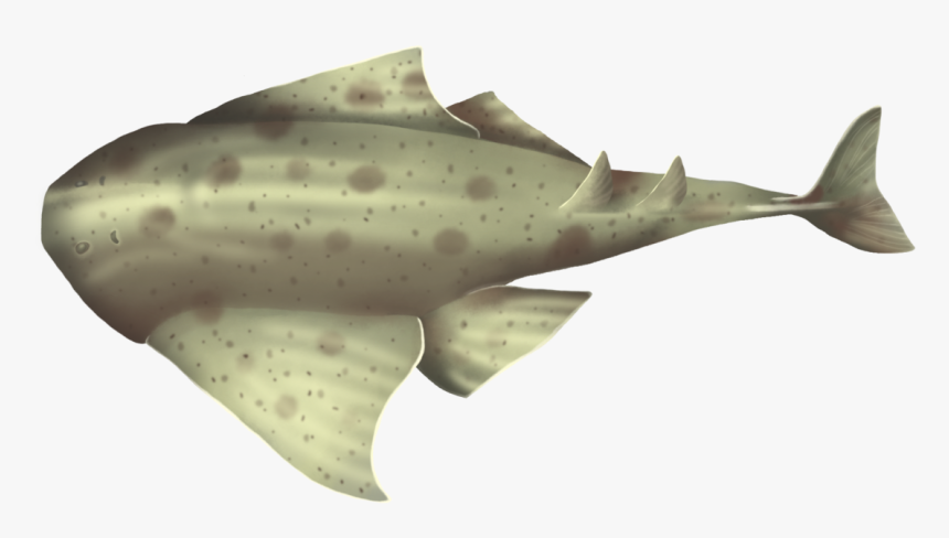 Cartilaginous Fish, HD Png Download, Free Download