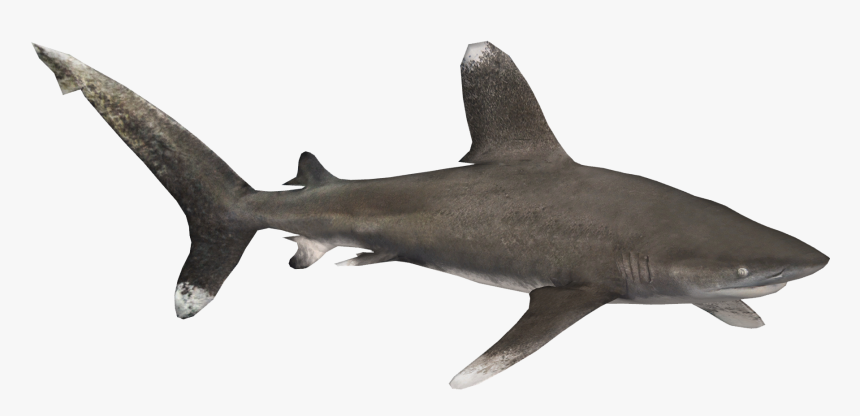 Oceanic Whitetip Shark - Oceanic White Tip Shark Transparent Background, HD Png Download, Free Download