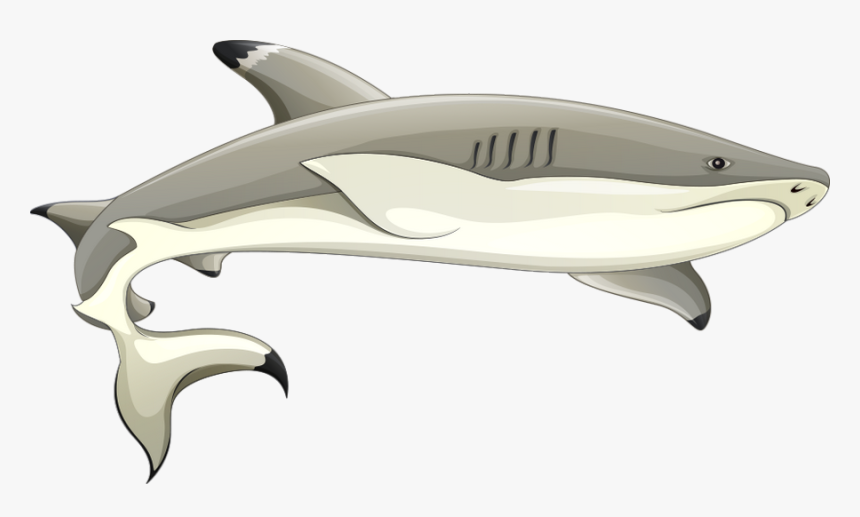 Dessin Png Requin, Tube Mer, Océan, Poisson - Tiger Shark, Transparent Png, Free Download