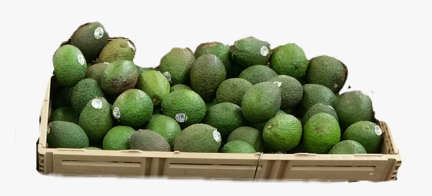 Avocado, HD Png Download, Free Download