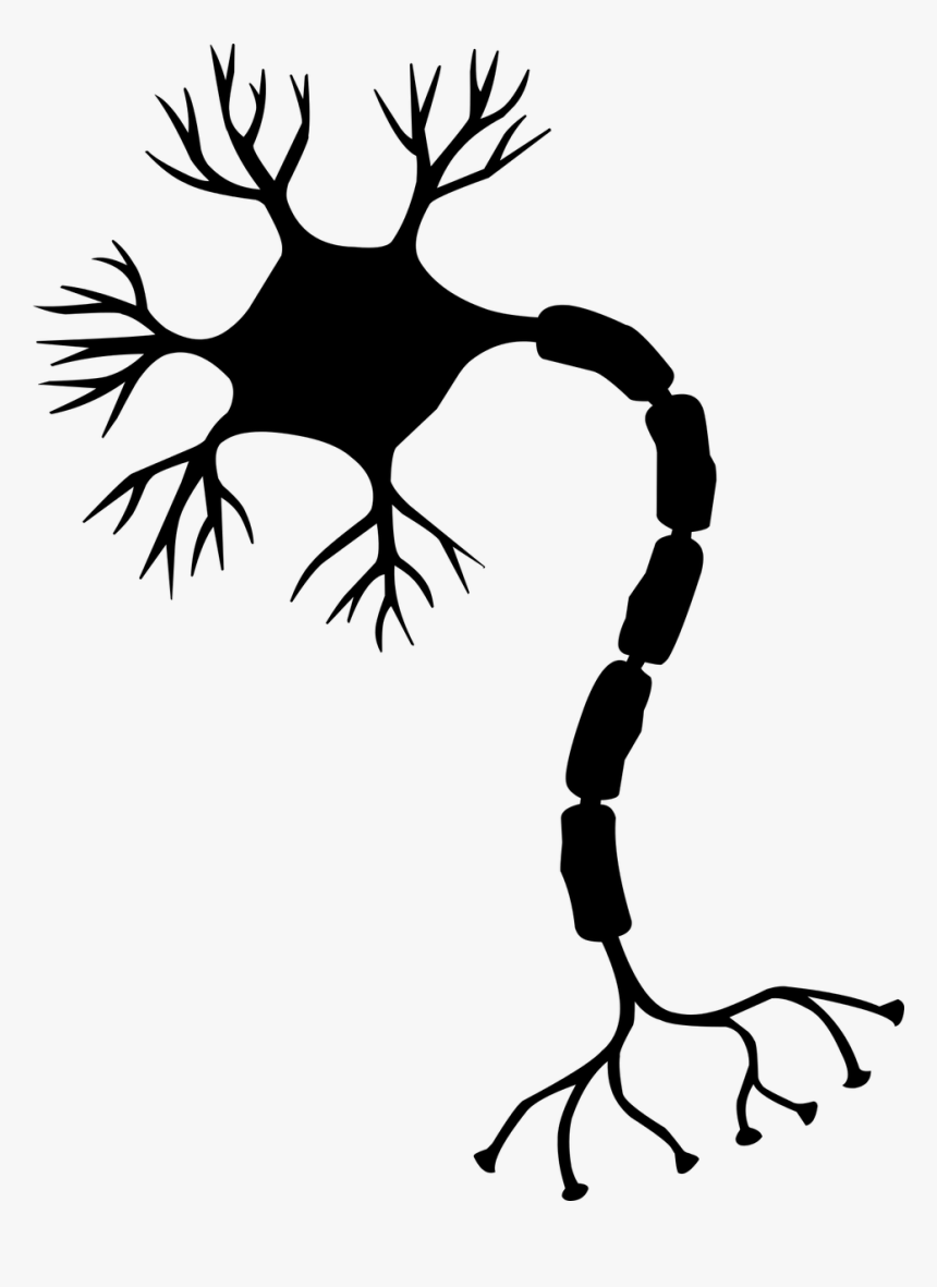 Neuron Diagram, HD Png Download, Free Download