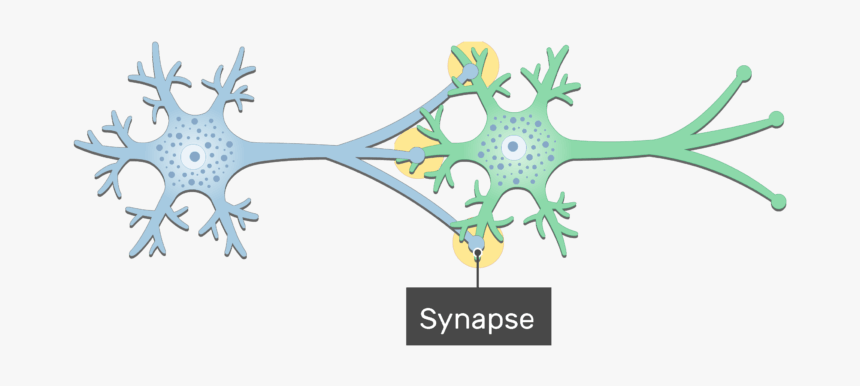 An Image Showing The Synapse Between 2 Neurons Showing - Neuron Synapse Png, Transparent Png, Free Download