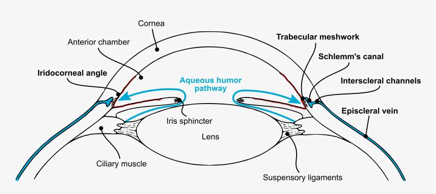 Aqueous Humor Pathway Clip Arts - Aqueous Humor Flow Diagram, HD Png Download, Free Download