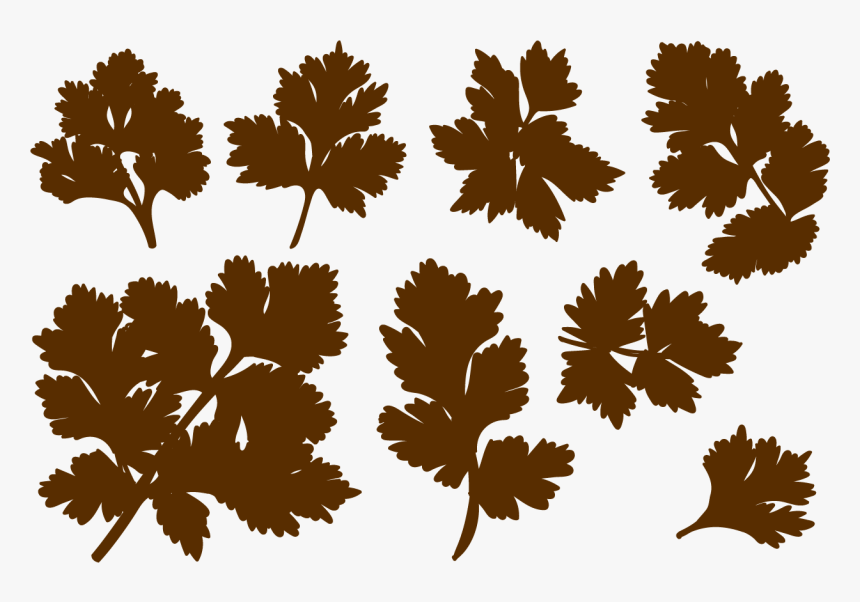 Euclidean Vector Autumn Leaf - Cilantro Silhouette, HD Png Download, Free Download