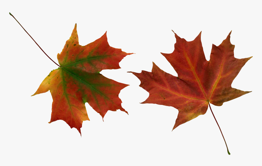 Leaves Vector, Autumn Leaves, Yellow Leaves, Clip Art, - Autumn Tree Leaves Vector, HD Png Download, Free Download