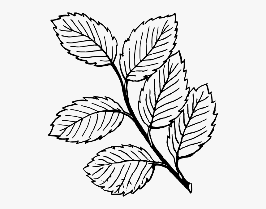 Mint Leaves Clip Art - Leaves Clipart Black And White, HD Png Download, Free Download