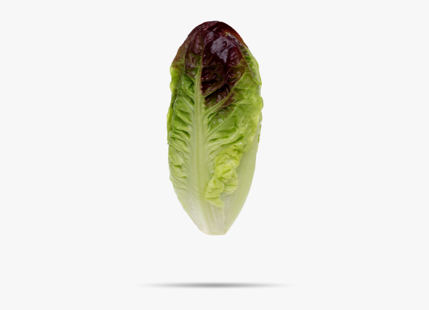 Celtuce, HD Png Download, Free Download