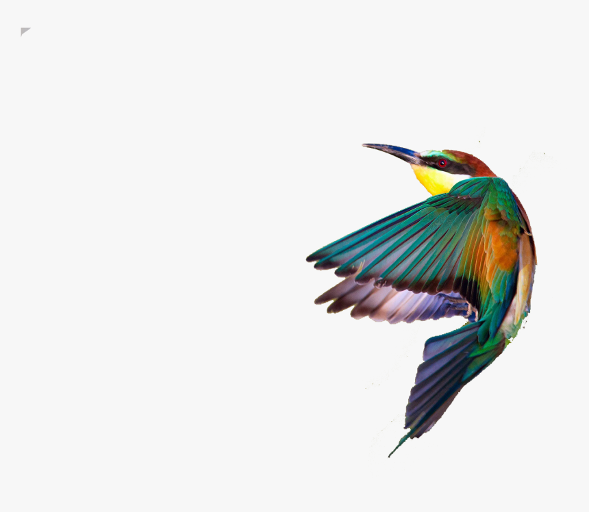 Transparent Spring Birds Clipart - Birds Png, Png Download, Free Download
