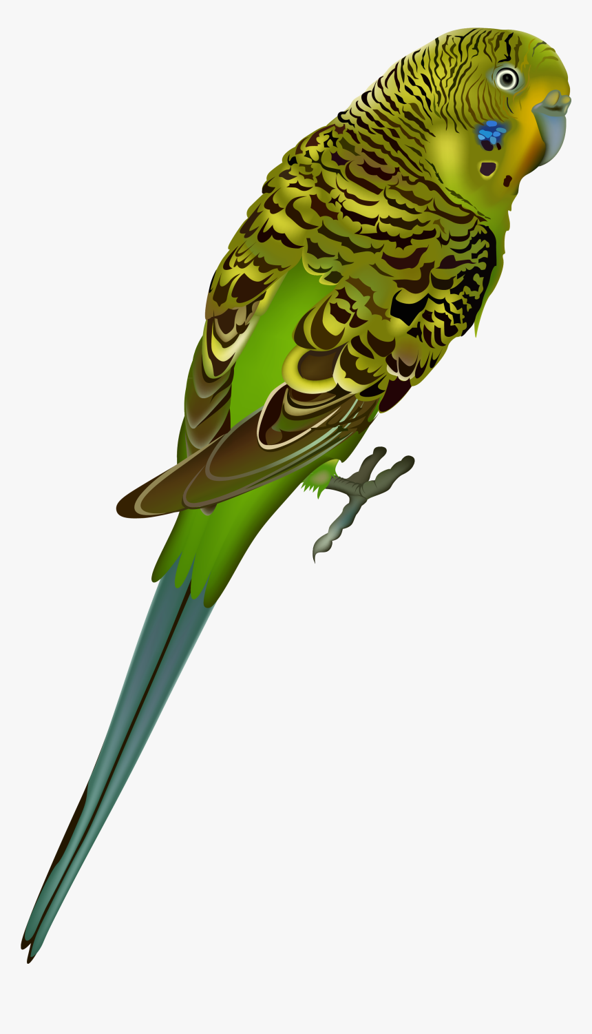 Bird Clip Art Transparent Background - Parakeet Transparent Background, HD Png Download, Free Download