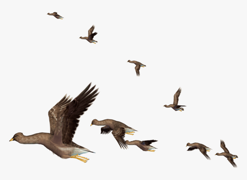 Thumb Image - Birds Flying Png, Transparent Png, Free Download