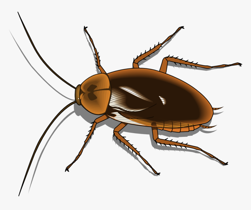 Download Insect Transparent Background Cockroach Clipart Hd Png