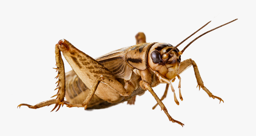 Cricket Insect Png, Transparent Png, Free Download