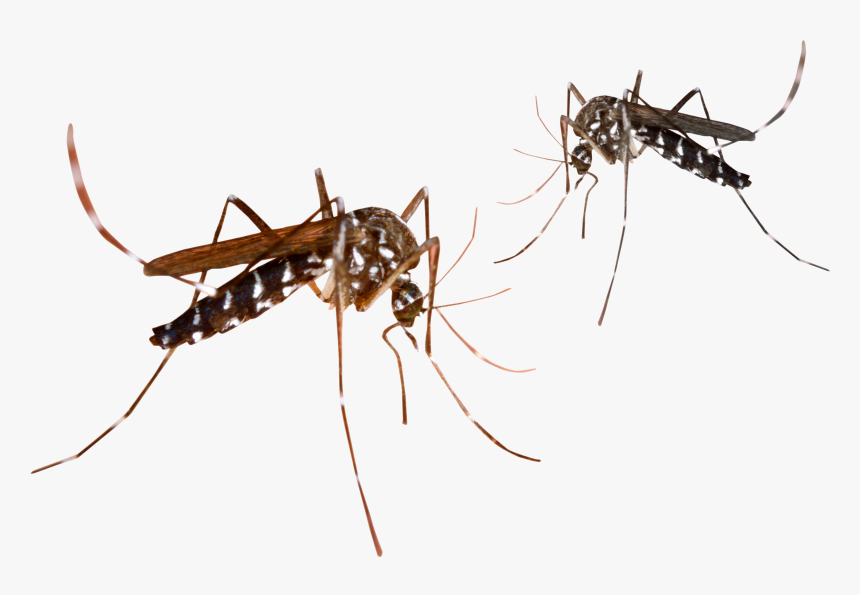 Mosquito - Transparent Background Mosquito Png, Png Download, Free Download