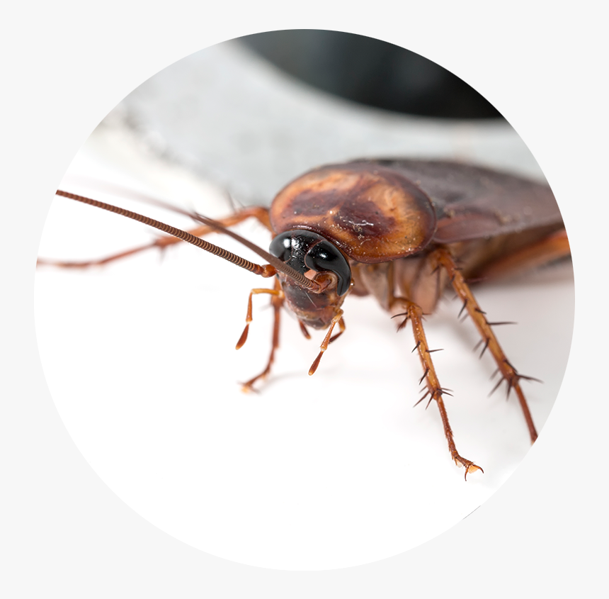 Transparent Pest Png - Drain Cockroach, Png Download, Free Download